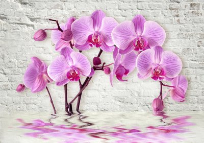 фотообои Розовая орхидея у воды
