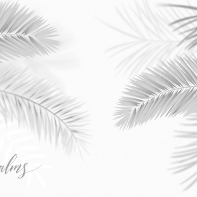 фотообои Серые пальмы