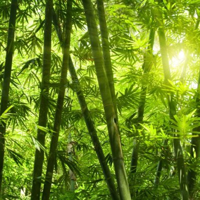 фотообои Зеленый Бамбуковый лес 