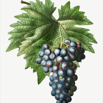 постеры Синий виноград
