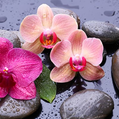 фотообои Коралловые орхидеи