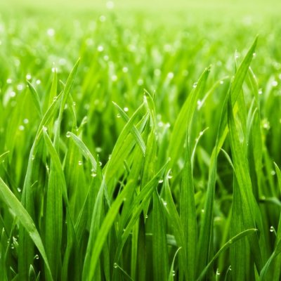 фотообои Зеленая трава