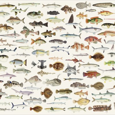 постеры Рыбки