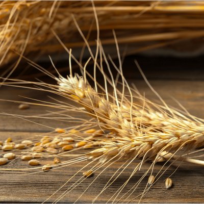 постеры Пшеничный колос