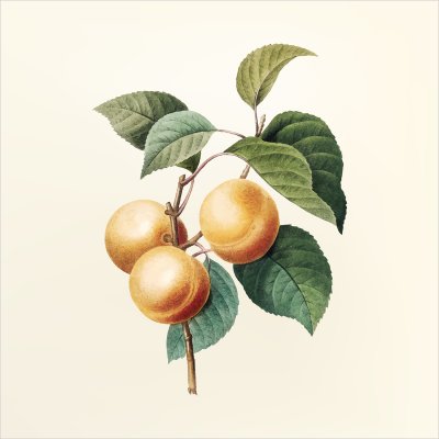 постеры Ветка персиков