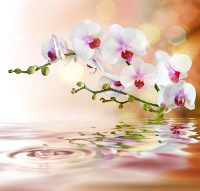 фотообои Белая орхидея у воды