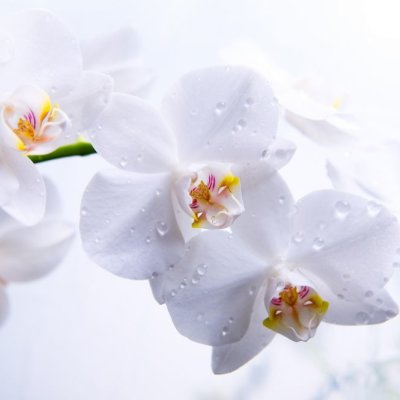 фотообои Белые орхидеи
