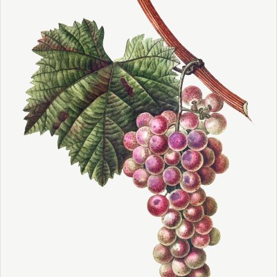 постеры Розовый виноград
