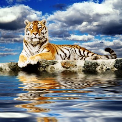 фотообои Амурский тигр