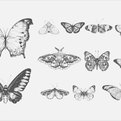 постеры Рисунок бабочек