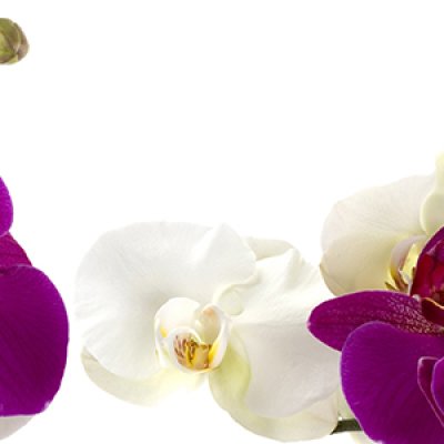 фотообои Королевская орхидея
