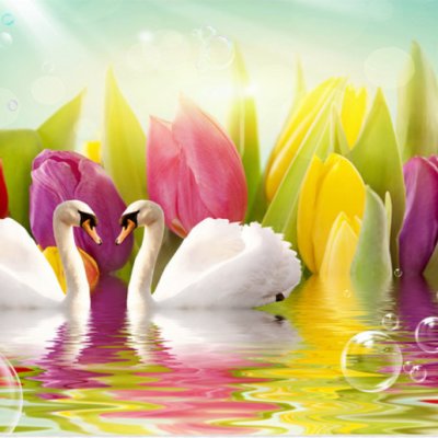 фотообои Лебеди в тюльпанах