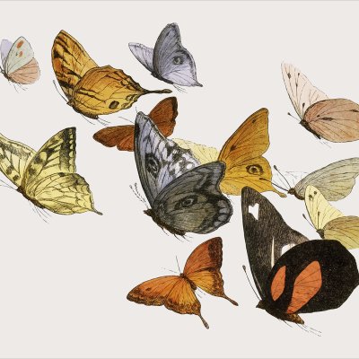 постеры Легкие бабочки