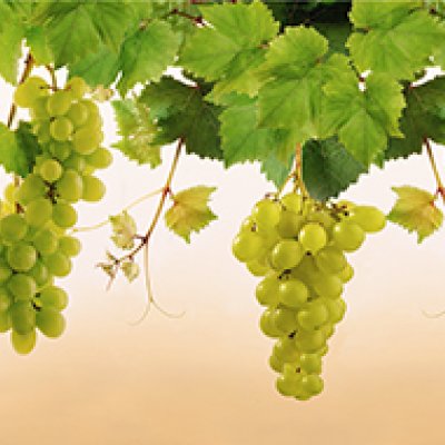 фотообои Спелый белый виноград