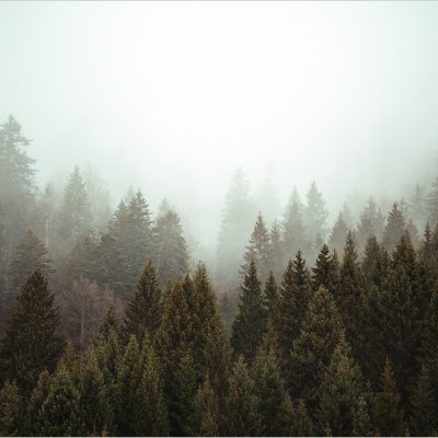 постеры Туманный лес
