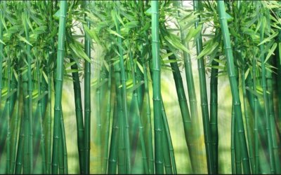 фотообои Бамбуковая роща
